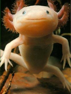 14 Aksolotls Axolotl jeb... Autors: VinijsPūks 25 pasaules jocīgākie dzīvnieki