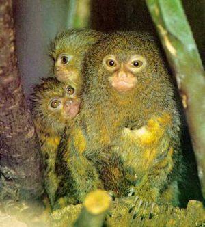 22 Pigmeju mērkaķītis Pygmy... Autors: VinijsPūks 25 pasaules jocīgākie dzīvnieki