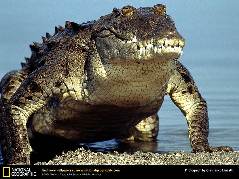 Cīņā ar krokodiliem kuru... Autors: madmatt Viss ir citādāk nekā tu domā (fakti)