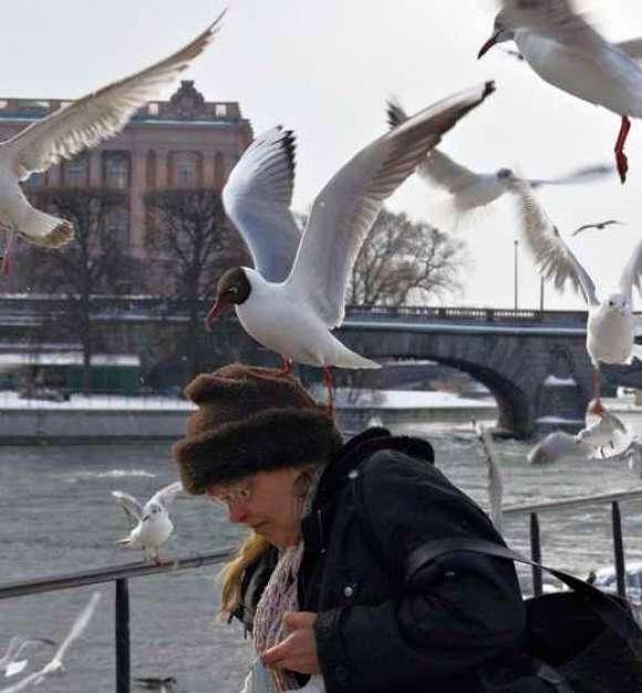  Autors: Bandzo Dzīvnieki uzbrūk cilvēkiem.