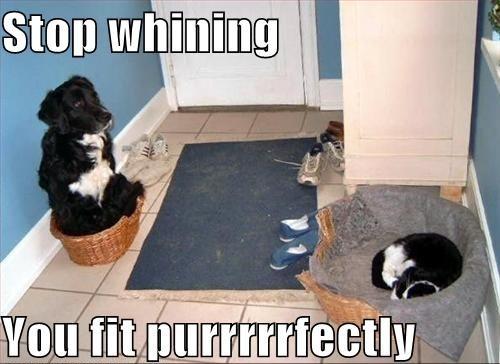  Autors: karameljukafija Funny Cats