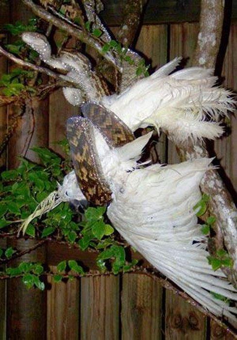Papagailis izdomāja izlidot... Autors: BīstamāGramatika Čūska apēda kazu!