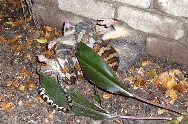 Oposums kurš nokrita no koka... Autors: BīstamāGramatika Čūska apēda kazu!