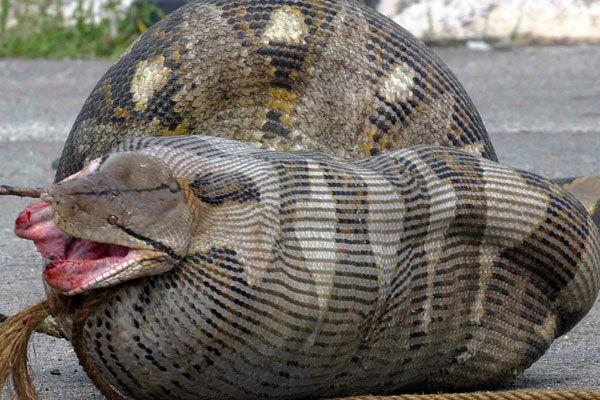 Šis 90kg smagais pitons apēda... Autors: BīstamāGramatika Čūska apēda kazu!