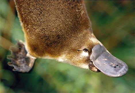 Pīļknābis dūņās atrod barību... Autors: zegsī keda Interesanti fakti par dzīvniekiem