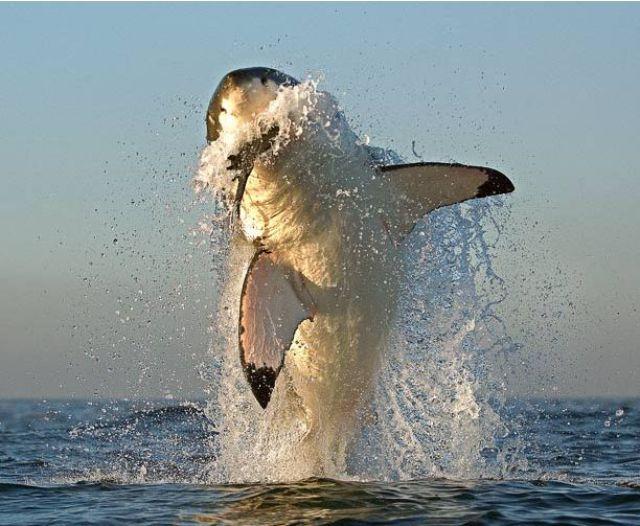 Autors: Dīleris Baltā haizivs.!