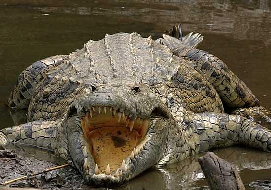 Krokodili lai varētu dziļāk... Autors: Revolūcjonārs Interesanti fakti par dzīvniekiem.