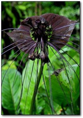 Chinese Black Batflowers Lieto... Autors: tomsters Vieni no dīvainākajiem augiem.