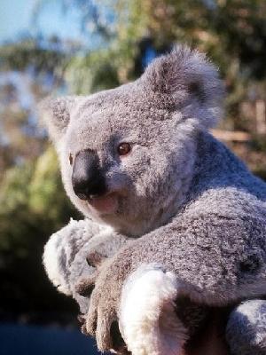 Koala Autors: YourShadow Austrālijas dzīvnieki.