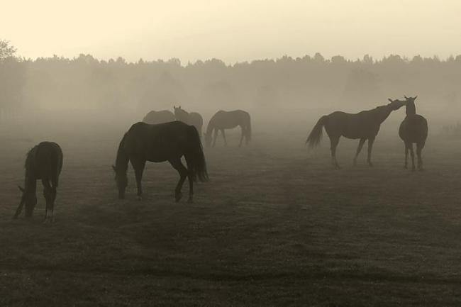 Zemnieki un viņu atbrīvošana no dzimtbūšanas