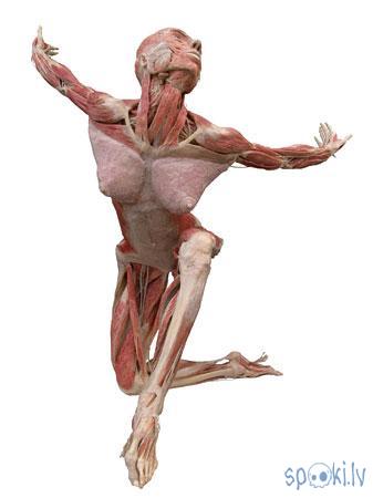  Autors: Kadets Vācu anatoms pārdod cilvēku paliekas