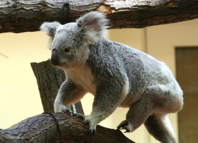 Phascolarctos Cinereus adustus Autors: bufumm Lācis, kas smaržo pēc klepus konfektes