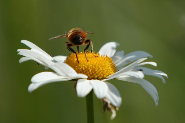 Lai bite savāktu 1 kg medu tai... Autors: mchiks Intresanti fakti.