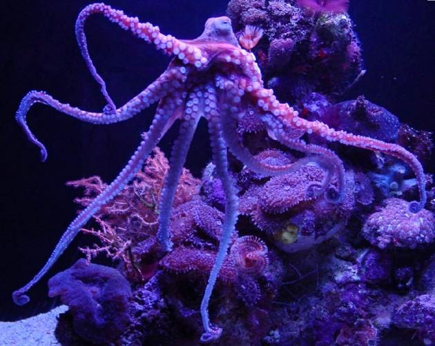 Astoņkājis dažu sekunžu laikā... Autors: Zvejnieks123 Brīnumainā dzīvnieku pasaule