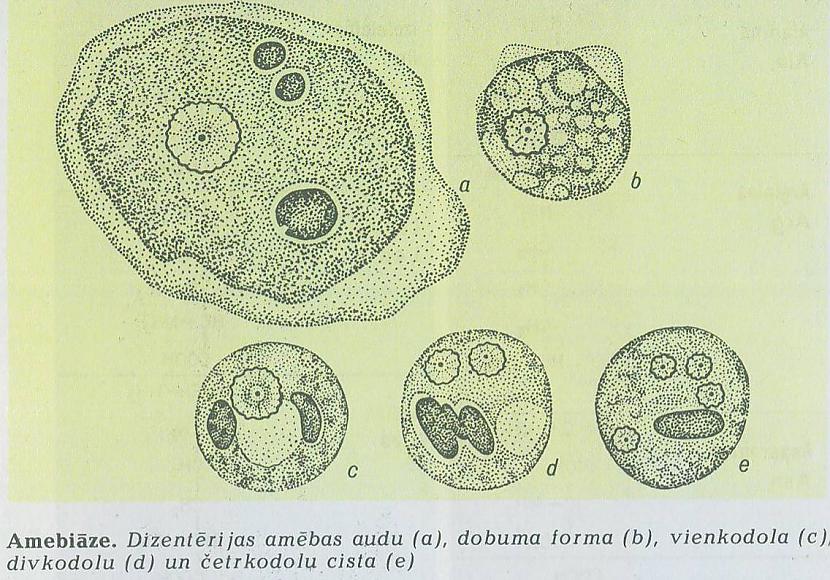  Autors: aldissaul Izrādās, ka amēbas nodarbojas ar seksu