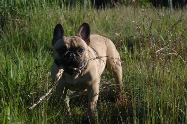  Autors: saņčesfonsinepepuļkis Fraņču Buldogs :)