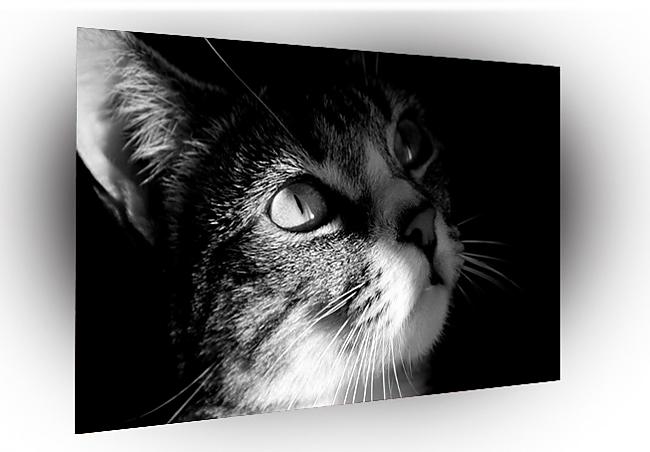 Tikai kaķi var redzēt spokus... Autors: Gorsix89 Spoku Fakti