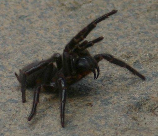 Funnel Web SpiderThe darkly... Autors: Fosilija Bīstamie dzīvnieki Austrālijā.