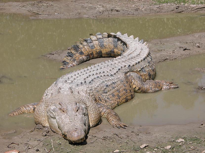 Krokodili lai varētu dziļāk... Autors: Enducis23 Fakti par dzīvniekiem