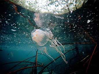 3 Box Jelly Fish  šī medūza... Autors: Zilais Kamielis Pasaules Indīgākie zvēri.