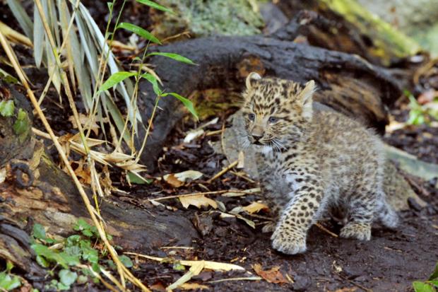 Jaguāra mazulis Francijas... Autors: Jingla Mūsu pašu pasaulīte vien ir