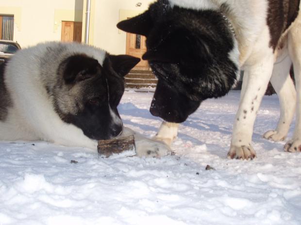 american akita (amerikāņu akita)