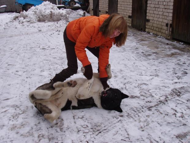 arī tā var pirms divām ziemām Autors: say cheese american akita (amerikāņu akita)