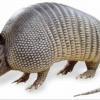 Bruņnesis Armadillo Autors: navvarda 25 Pasaules jocīgākie dzīvnieki