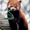 Sarkanā panda Red Panda jeb... Autors: navvarda 25 Pasaules jocīgākie dzīvnieki