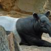 Tapīrs Tapir jeb Tapirus Autors: navvarda 25 Pasaules jocīgākie dzīvnieki