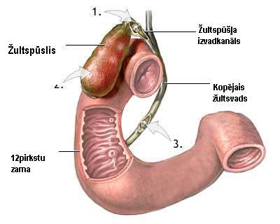 Sievietei no BerlīnesVācījā ir... Autors: Mazulits Fakti par cilvēka ķermeni-1.daļa.(Smadzenes)