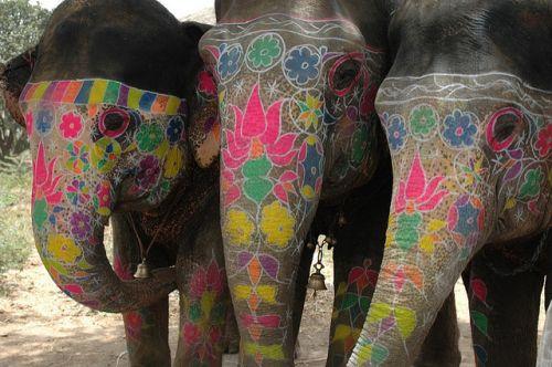  Autors: pansito mīla un ziloņi.