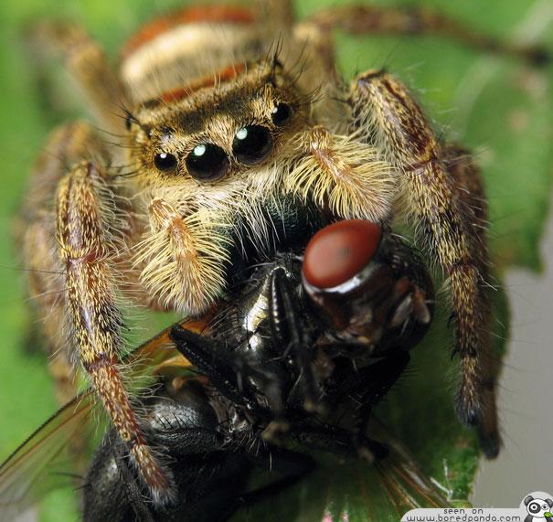  Autors: Geimeris Pasaulē skaistākais zirneklītis...