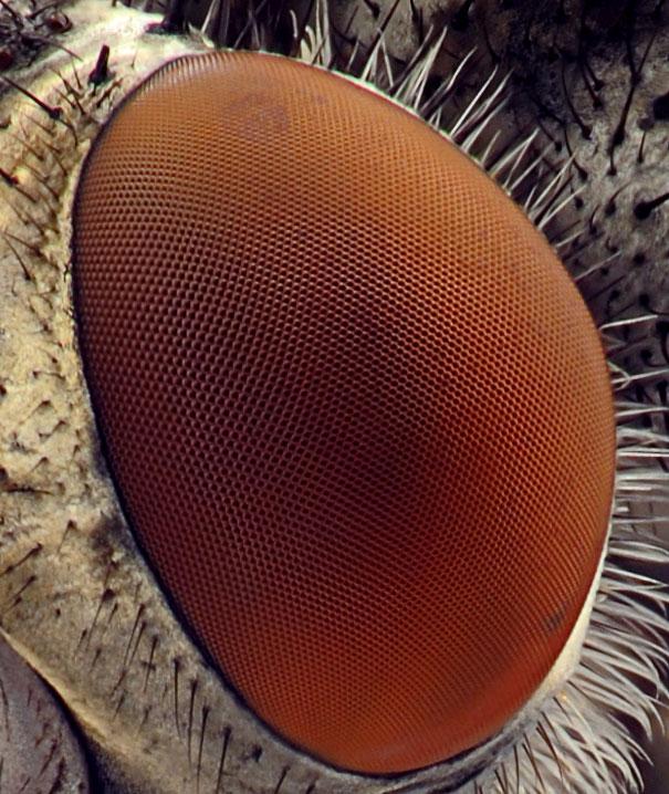 Mušas acs tuvplānā Autors: Geimeris Skatoties ar pasaulē labāko mikroskopu [1]