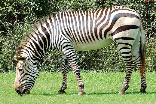 5 zebras ir baltas ar melnām... Autors: dincewsk777 dažādi interesanti fakti par dzīvniekiem. varbūt ir jau