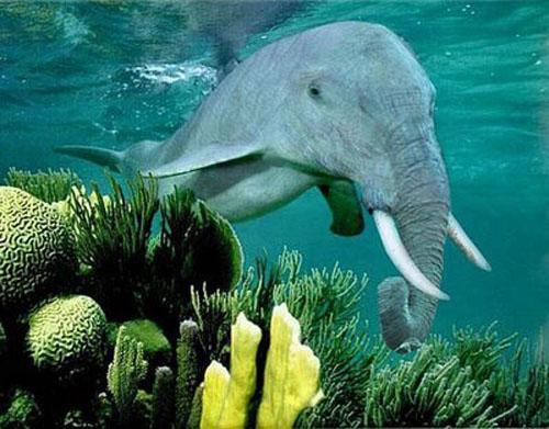 delfīnzīlonis Autors: Fosilija mutantiskie dzīvnieki