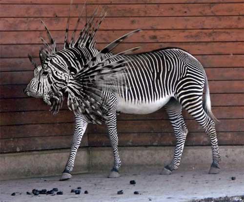 kautkāda zebra Autors: Fosilija mutantiskie dzīvnieki