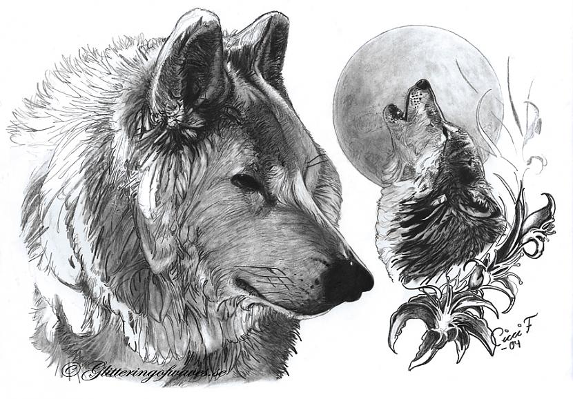 Senākie zīmējumi ar vilkiem ir... Autors: brālis lācis Interesanti fakti par vilkiem
