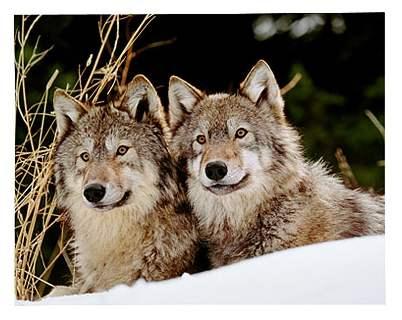 Tēviņš un mātīte kas pārojas... Autors: brālis lācis Interesanti fakti par vilkiem