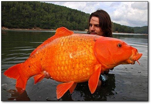 Šī zelta zivtiņa iskatās pēc... Autors: FoxxH Neticēsi, ka tas nav fotošops