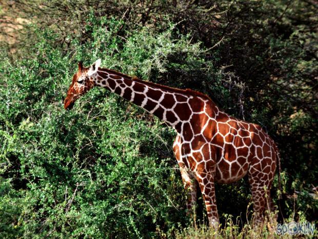  Autors: Leofiene Žirafes-Āfrikas simbols
