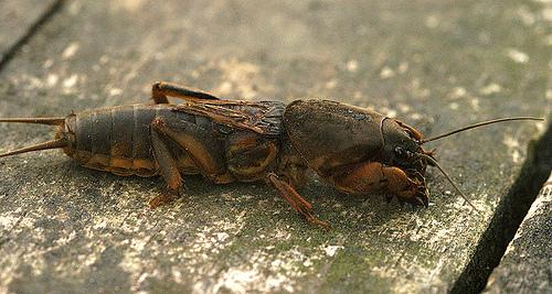 Pieaudzis kukainis ir 35 50 mm... Autors: pplay Zemesvēži
