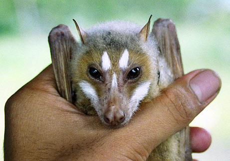 Mindoro StripeFaced Fruit Bat Autors: Fosilija Jaunas dzīvnieku sugas.