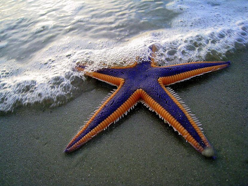 Jūras zvaigznei ir ļoti... Autors: kaķūns Bezjēdzīgi fakti 6.