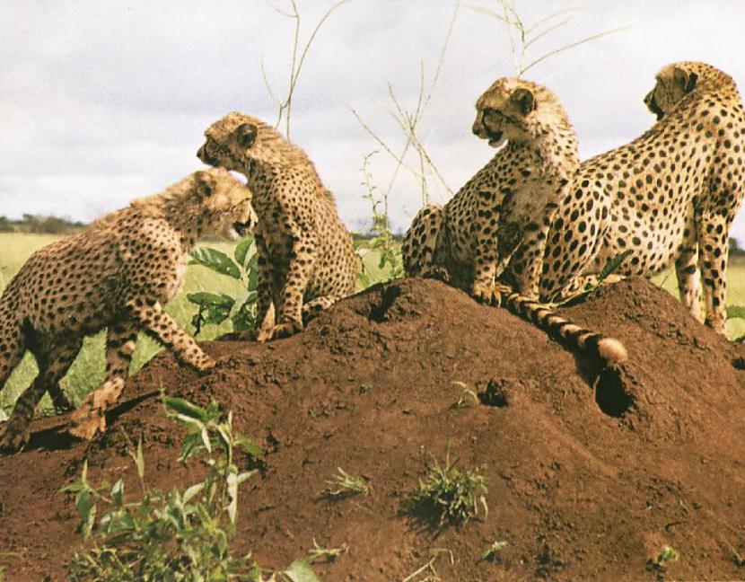 Lai skrietu lielā ātrumā... Autors: Leopardsmežonis Wild animal. Gepards.