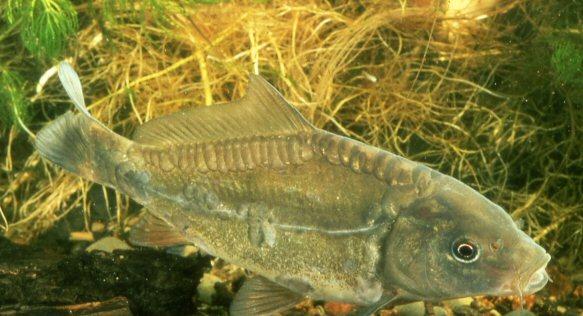 Spoguļkarpa Cyprinus carpio ... Autors: Fosilija Latvijas fauna - zivis un vēži.