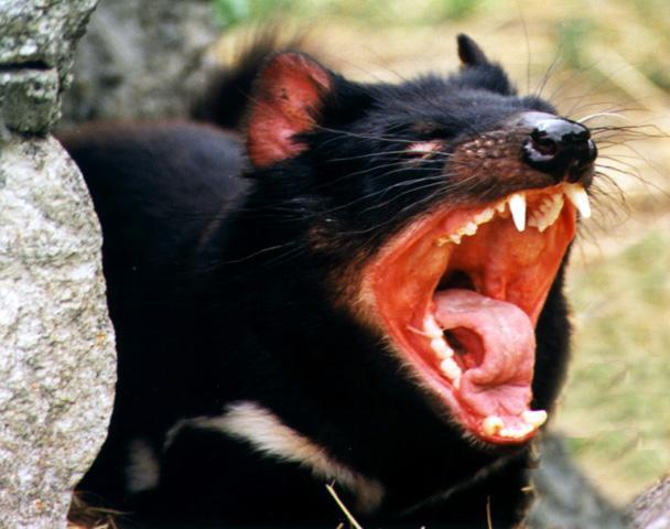 Tasmānijas velns tiek... Autors: Leopardsmežonis WildAnimal. Tasmānijas velns