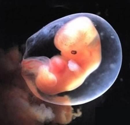 Embrija sirds sāk pukstēt trīs... Autors: kaķūns bezjēdzīgi fakti 10.