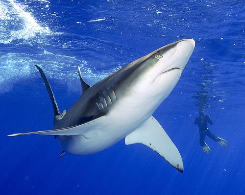 Haizivīm ir imunitāte pret... Autors: Susurs D 15 interesanti fakti