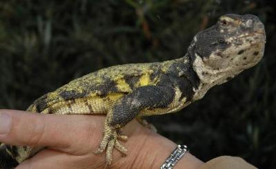 Uromastyx Lizard Dzeloņastes... Autors: chance ķirzakas